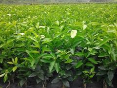 沃柑苗買賣價格與廠家直銷產(chǎn)品圖片解析